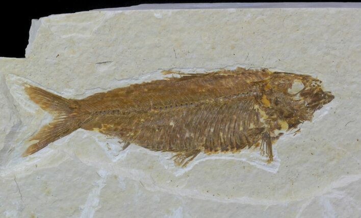 Knightia Fossil Fish - Wyoming #59245